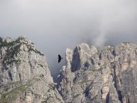 AQUILA-REALE-fotografia.jpg