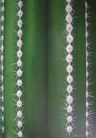 CACTUS-acrilico-su-tela-70x100.jpg