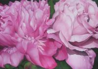 ROSA-PEONIA-acrilico-su-tela-80x60.jpg
