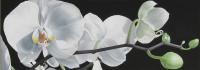 ORCHIDEA-BIANCA-acrilico-su-tela-120x40.jpg