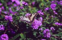 FIORI-A-GASSIN-FRANCIA-fotografia.jpg