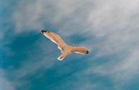 IN-VOLO-fotografia.jpg