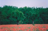 CAMPO-DI-PAPAVERI-2-fotografia.jpg