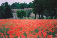 CAMPO-DI-PAPAVERI-1-fotografia.jpg